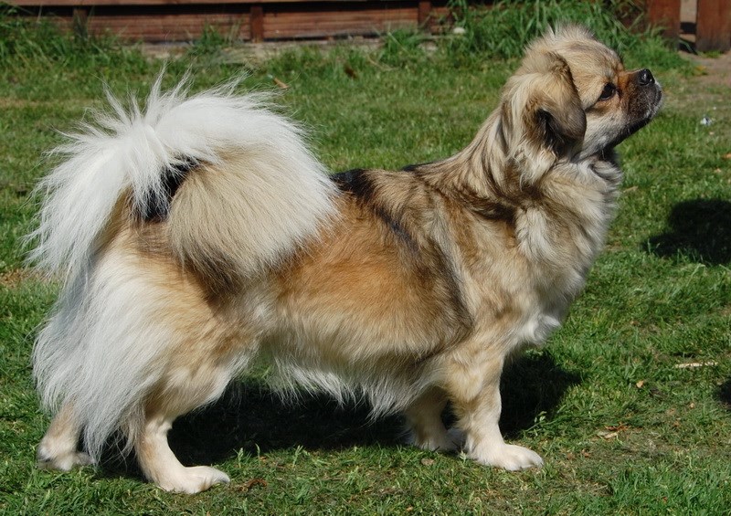Tibroke's Dohna Ceba