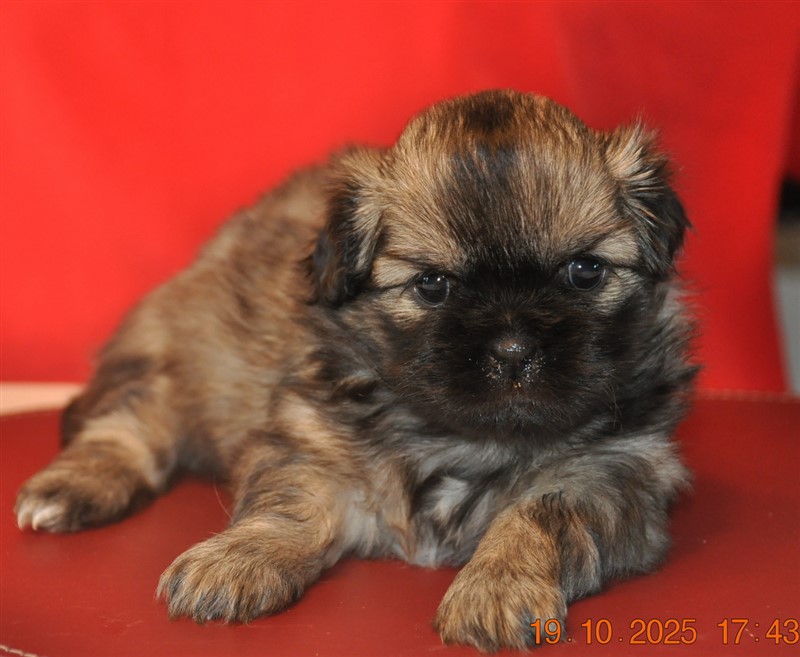 Dakini - eller Sommerlyst's Dagsi Dakini (Sommerlyst's "Min Gudinde").