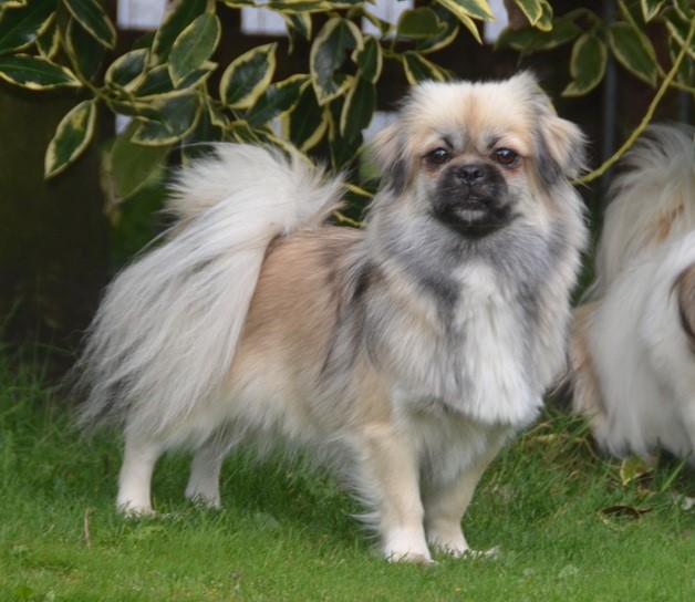 BACH HRCH Snekvika's Bonita
Far: Boxerdalen’s Yazzo
Mor: Snekvika’s Little Heartbreaker
PRA3 fri, PL 0/0, Øjne u.a.