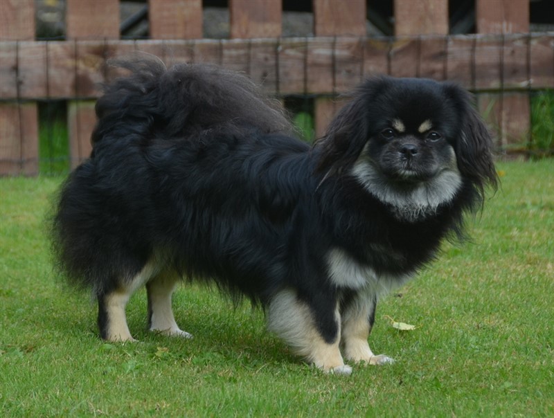 Sommerlyst's Hi-ra Karma
Far: MultiCH Sommerlyst's Popo Jinpa
Mor: MultiCH Sommerlyst's Pad-ma