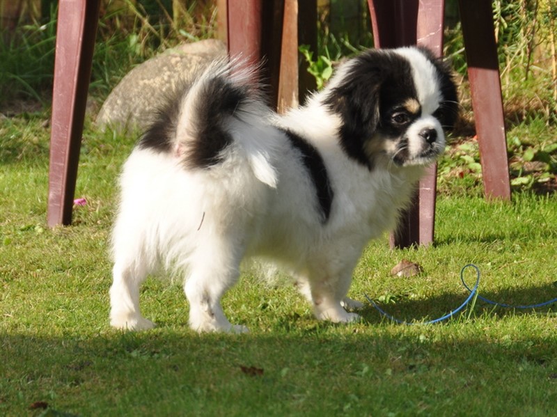 Sommerlyst's Zigsa - aka Ziggie