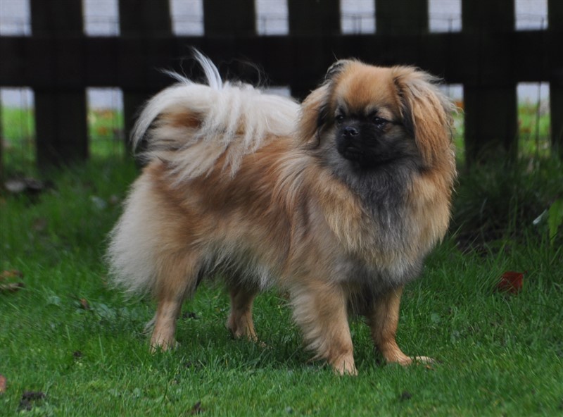 CH Sommerlyst's Cha-ri Ka-ma-la
Far: MultiCH Sommerlyst's Ma-rko
Mor: MultiCH Sommerlyst's Dewa Dag-Ci