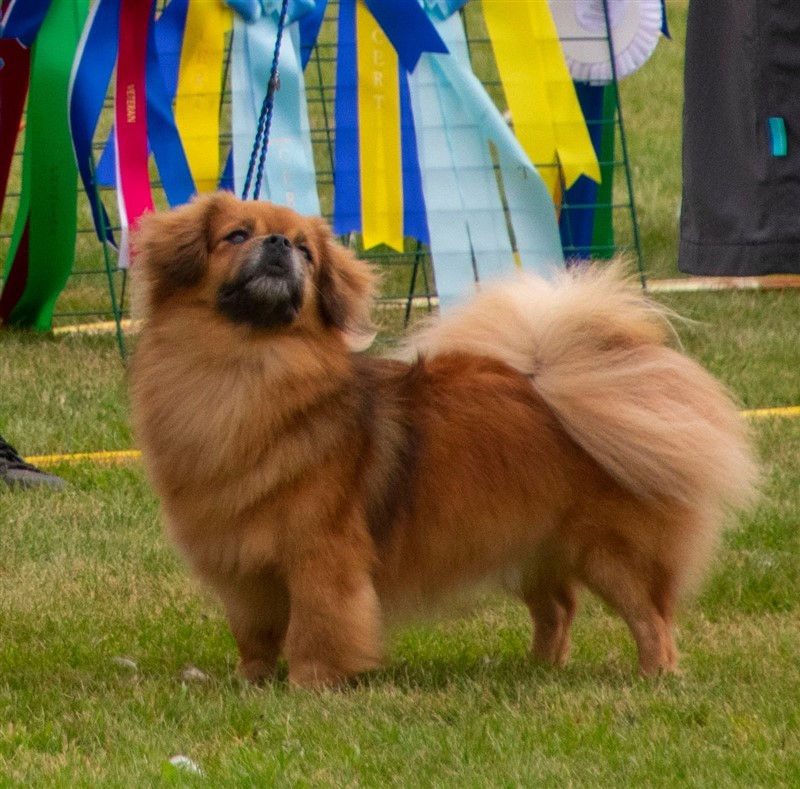 Sommerlyst's Tseepo Lobsang - aka Lobsa