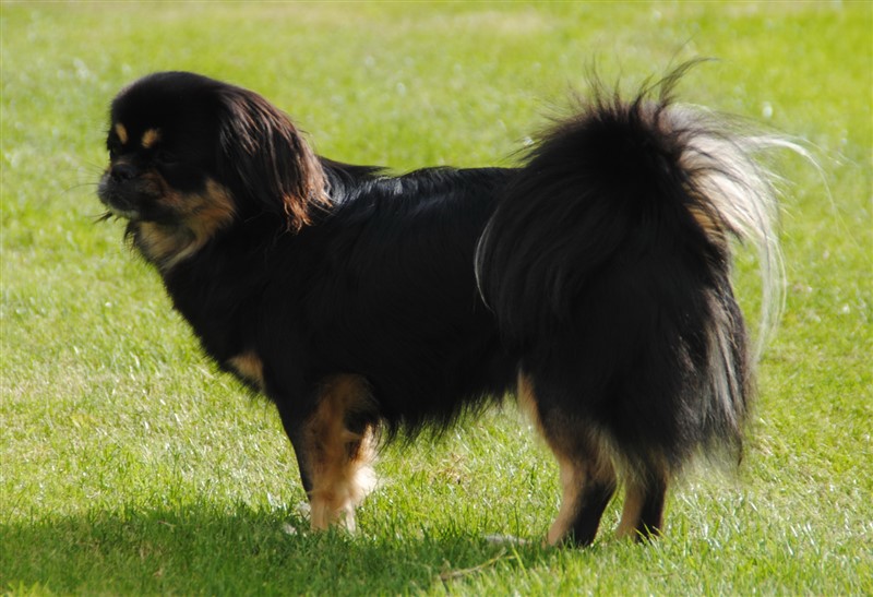 Zoya