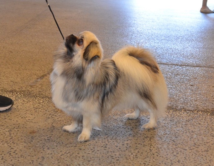Snekvika's Bonita