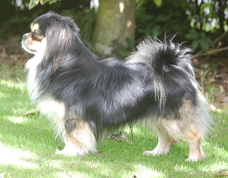 RSCH Sommerlyst's Sang-Po