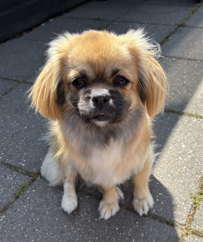 Sommerlyst's X' Anapurna Darika - aka Luna
MultiCH CIB Sommerlyst's Rigpa Atisha
MultiCH CIB Sommerlyst's Uma A-sa-na
PRA3 fri, PL 0/0,