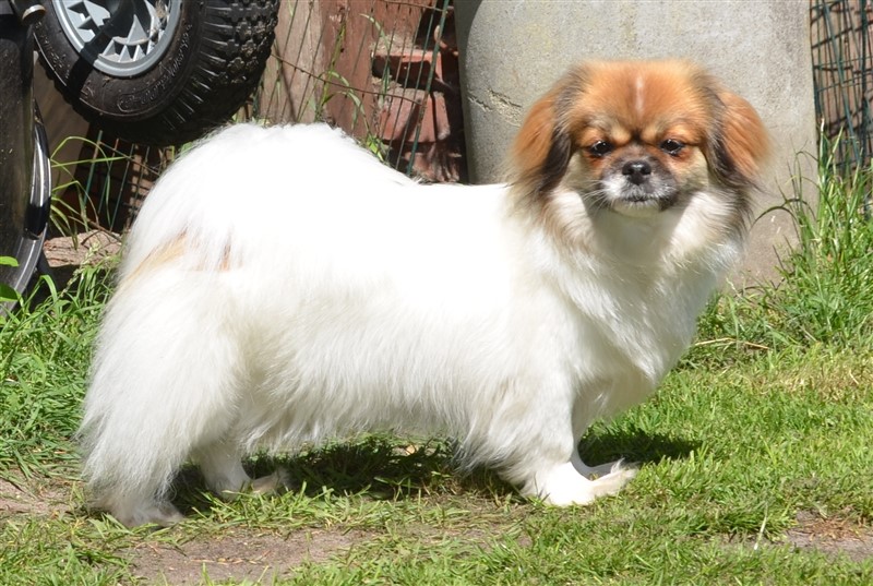 MultiCH Sommerlyst's Pad-ma  aka Juno
Far: MultiCH Sommerlyst's Rigpa Atisha aka Iggy
Mor: Sommerlyst's A-Ti-Ca Ga-Ro
Øjne u.a., PRA3 clear, PL 0/0