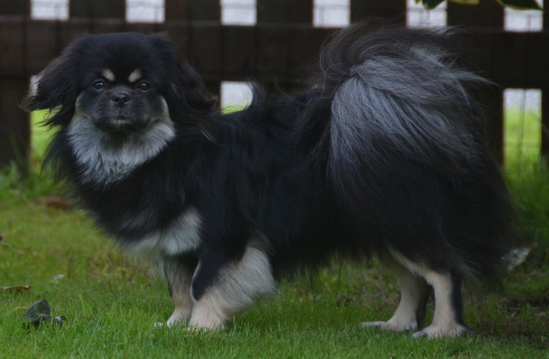 PLCH Sommerlyst's Hi-ra Karma
MultiCH Sommerlyst's Popo Jinpa
MultiCH CIB Sommerlyst's Pad-ma
PRA3 clear, PL 0/0, øjne u.a.