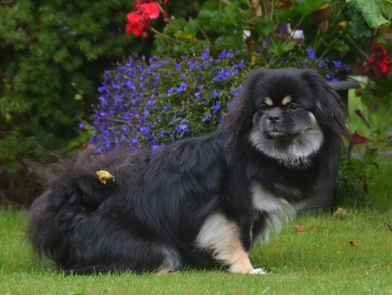 Karma er samejet med min "gamle" veninde i Give, hvor hun bor til daglig.
Hun er en glad, kærlig og selvsikker hund, som vi har meget glæde af, da hun ofte er her.