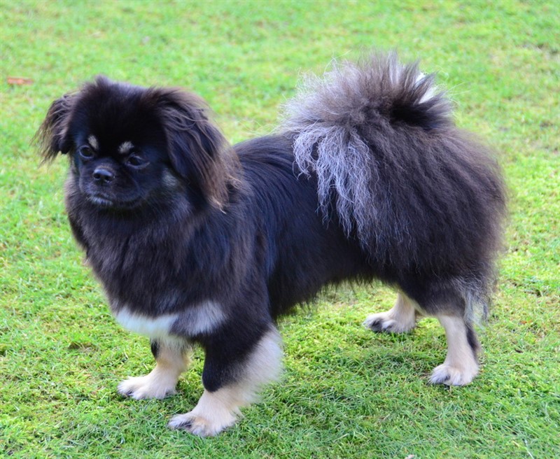 Chulo's U-Zanchin (flere cert i DK og udland)
Far: MultiCH Wildside's Super U.P
Mor: MultiCH Sommerlyst's Ka-Ta-Ra Kan-Tsi
2 X JNCAC + 2 PLCAC & CACIB
PRA3 fri, PL 0/0, Øjne u.a. 2 Distichiasis hår