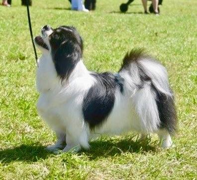 MultiCH Castafiore Electra
Far: MultiCH Sommerlyst's Rigpa Atisha
Mor: IECH GBCH Avigdor Elvira
Mated 26.9.22. Scanning viser MÅSKE 1 hvalp.