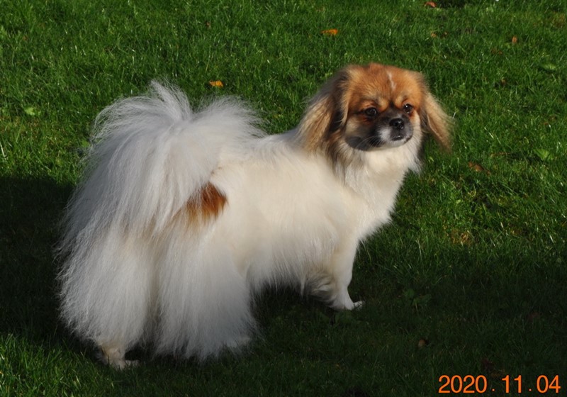 Sommerlyst's Pad-ma - aka Juno
An upcomming star