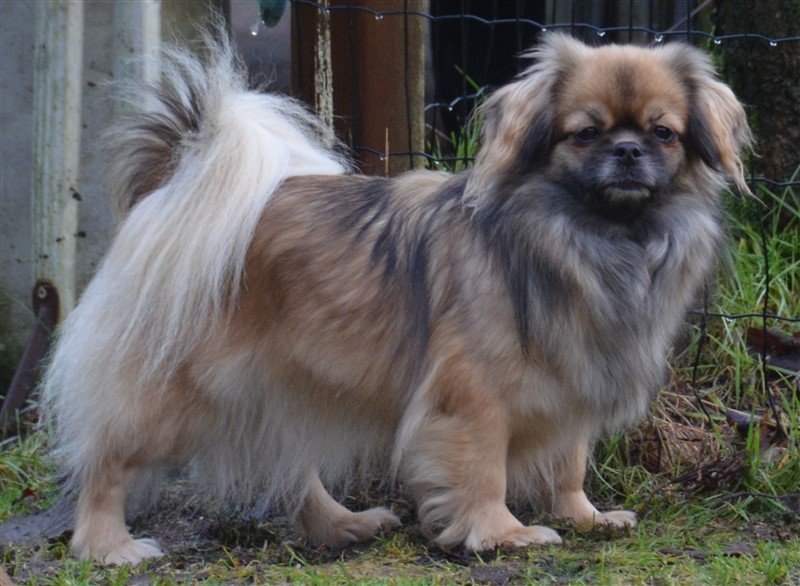 MulltiCH CIB Sommerlyst's Uma A-sa-na
Far: Sommerlyst's E-Wan Atisha
Mor: Sommerlyst's W' Bhima
PRA3 fri, PL 0/0, Øjne u.a.