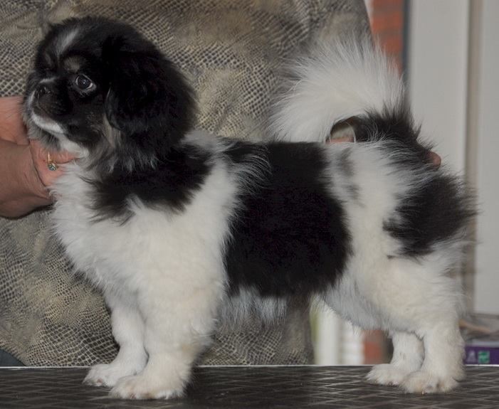 Tricolor