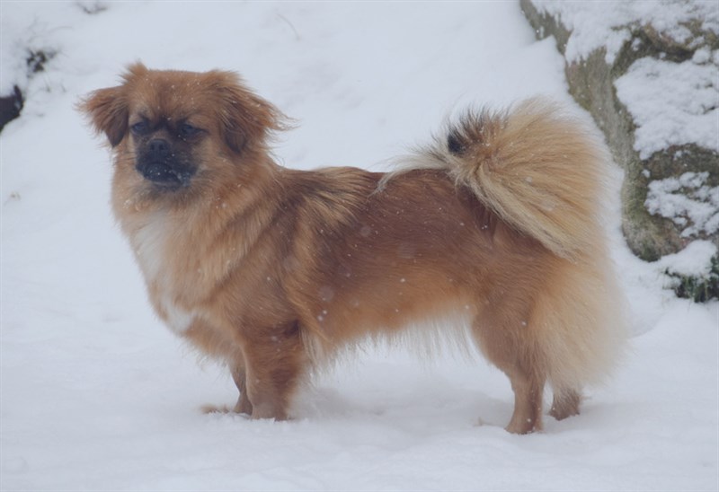 Sommerlyst's Wa-Mo Lasya Dewa
Far:  Tibbetunet's Ylvis
Mor:  Sommerlyst's Cunpo Shi-wa
PRA3 clear,