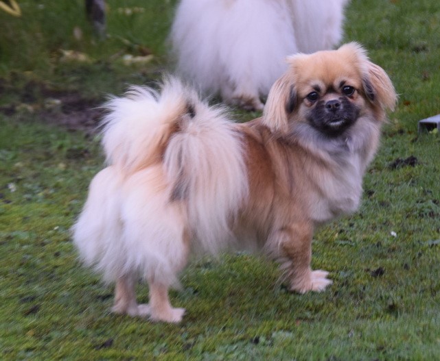 Sommerlyst's X' Anapurna Darika - aka Luna
MultiCH CIB Sommerlyst's Rigpa Atisha
MultiCH CIB Sommerlyst's Uma A-sa-na
PRA3 fri, PL 0/0,