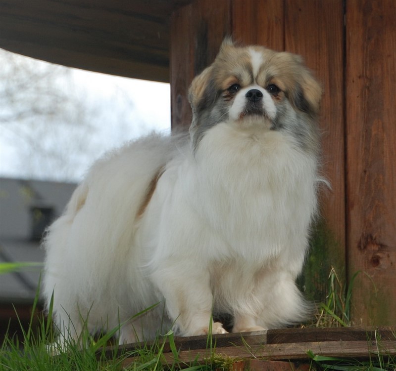 Sommerlyst's Rigpa Atisha
Mest vindende tibetansk spaniel i UK 2015 
2. bedste han Cruft 2015
Nestmestvindende TS i UK 2014
