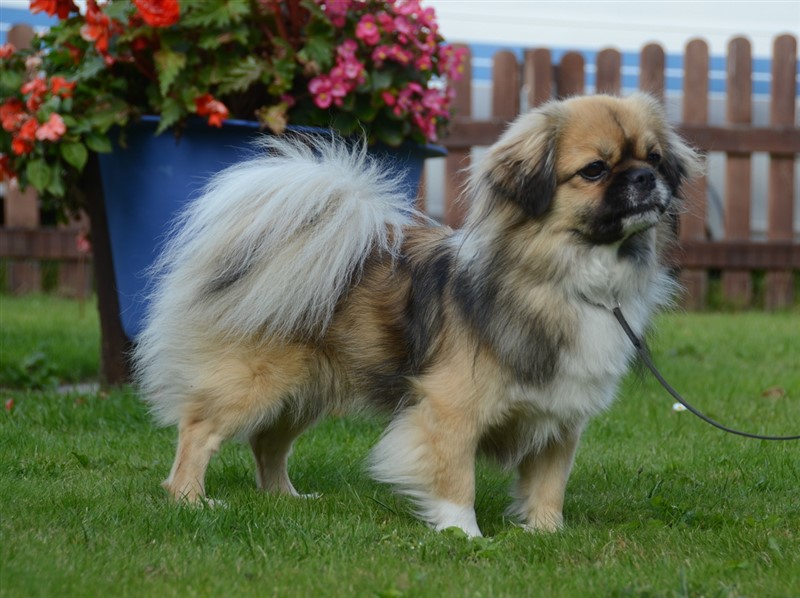 Sommerlyst's Ta-ma-la Buddha (1 cert)
Far: CH Kri Kris Ying
Mor: KBHJV15 Sommerlyst's W' Ta-li Ka
PL 0/0, PRA3 clear, øjne u.a.