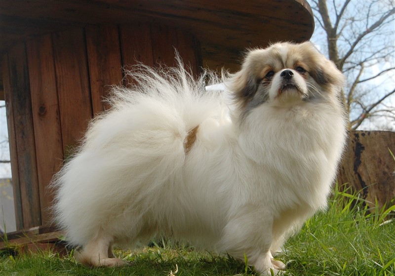 MultiCH Sommerlyst's Rigpa Atisha - aka Iggy
Far: MultiCH Sommerlyst's Ha-Ti-Wa Gon-Po
Mor: MultiCH DK Tara Av Elgberget
Mated 29.9.22. Scanning viser 4 hvalpe.