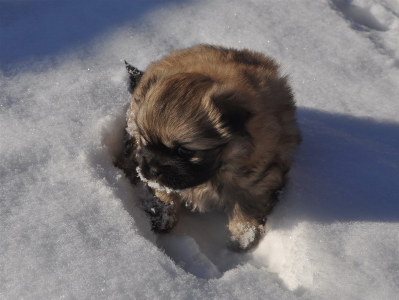 Zoey i sneen