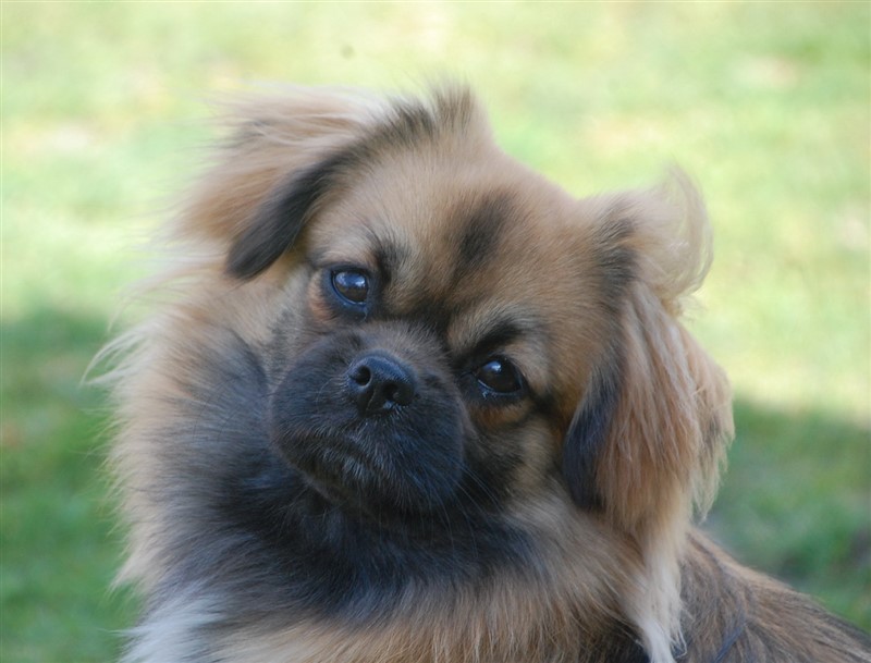 Marko