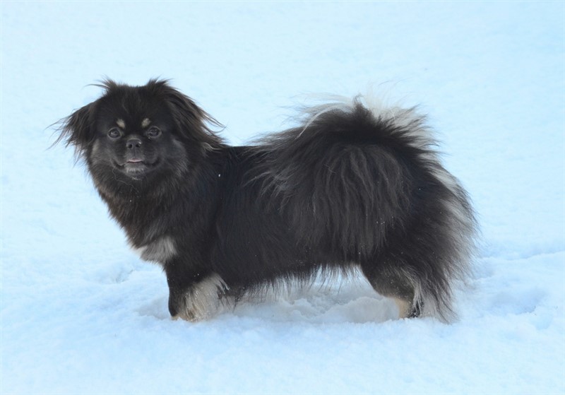 Chulo's U-Zanchin
Far: NORDCH Wildside's Super U.P
Mor: MultiCH Sommerlyst's Ka-Ta-Ra Kan-Tsi