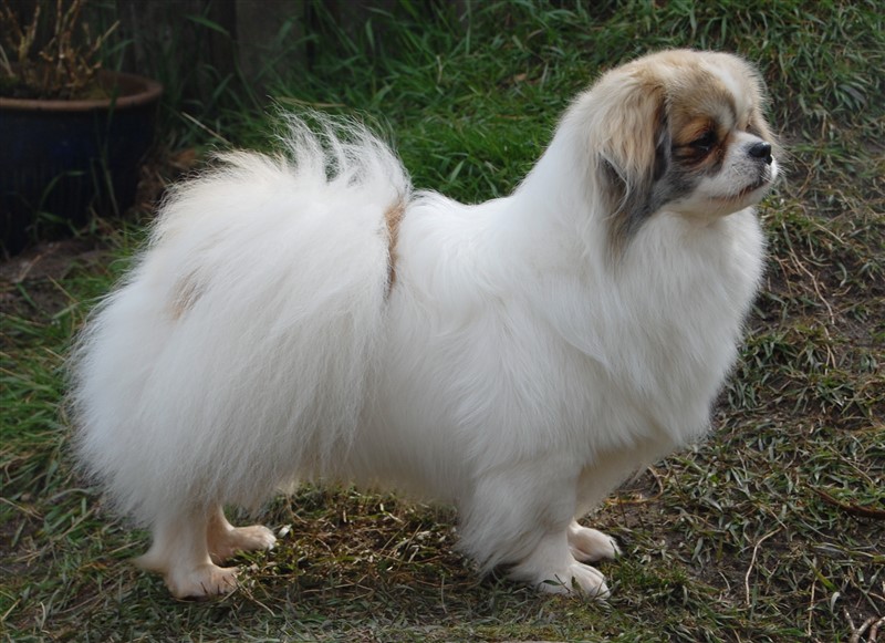 GBCH(U) IECH EUW17 UACH SECH DKCH RSCH ROCH INTCH ALPSG(AT)17 ROGRCH
Sommerlyst's Rigpa Atisha - aka Iggy.
Iggy er PRA3 fri, PL 0/0 og øjnene er fine.