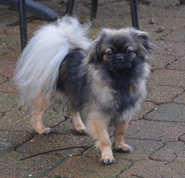 Sommerlyst's Opalina Lha-sho Lotus
Far: MultiCH Sommerlyst's Rigpa Atisha
Mor: CH Sommerlyst's Cha-ri Ka-ma-la
Udstillet EXC, 1.v. CK
PRA3 clear, PL 0/0, øjne u.a.