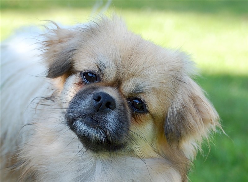 Farmor: Sommerlyst's Zimi Piu