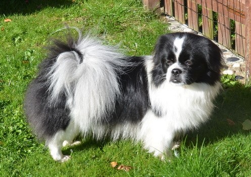 Tibbetunet's Ylvis (aka Shiwa)
Far: NOCH DKCH NORDCH
Wildside's Super U.P, aka Keiko
Mor:  Tibbetunet's Trine.
PRA3 fri, Øjne u.a., Knæ 0/0
Han har 1 gen for dominant sort, så teoretisk skulle halvdelen af hans hvalpe blive sorte eller sort/hvid parti.