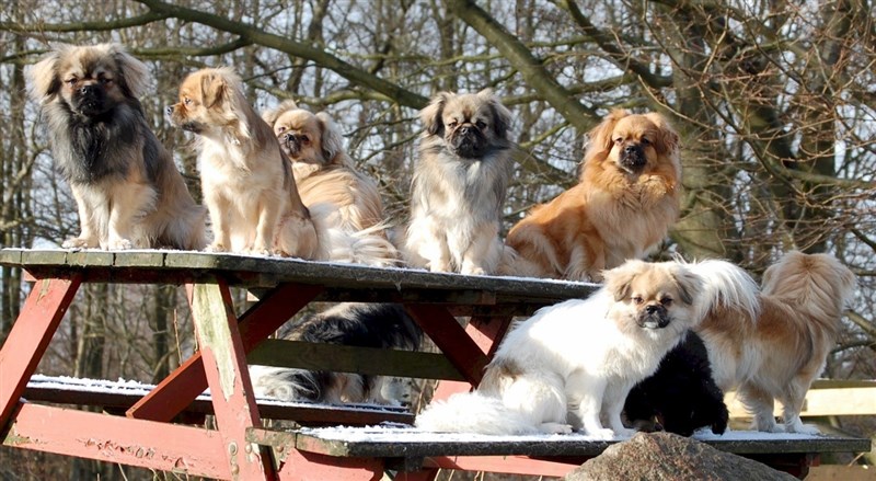 Our tibbies some years ago.