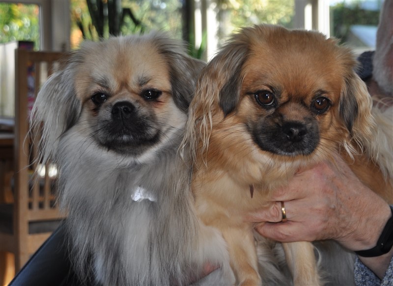 Vi venter hvalpe i samarbejde med kennel Dirty Lux - og disse to dejlige hunde, A-jo og Trille.
We are expecting puppies in collaboration with kennel Dirty Lux - and these two lovely dogs, A-jo and Trille.