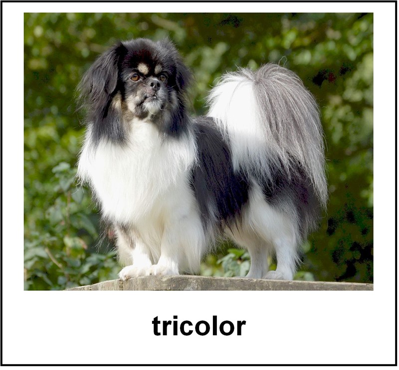 Tricolor