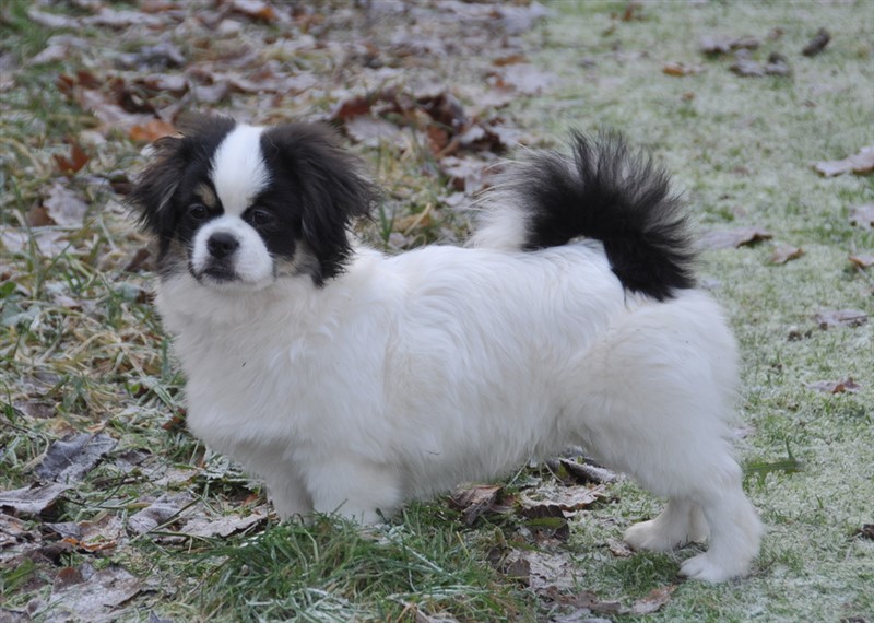 Sommerlyst's Zigsa  -  aka Ziggie