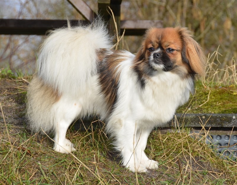 Sommerlyst's Q-Kha-ba Arya Tara
Far: NORDCH Wildside's Super U.P
Mor: MultiCH Sommerlyst's Pad-ma