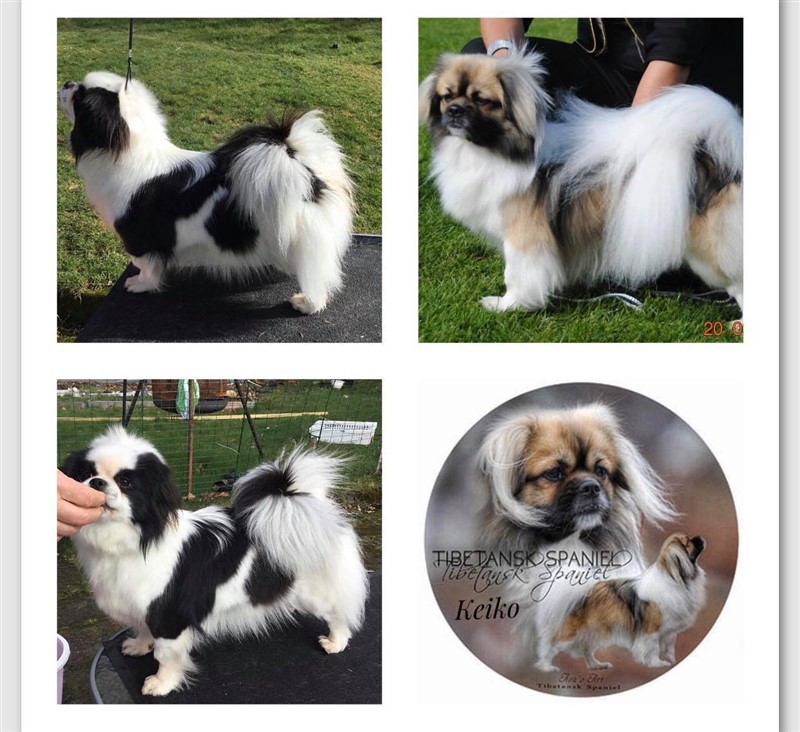 Tibbetunet's Trine og Wildside's Super U.p