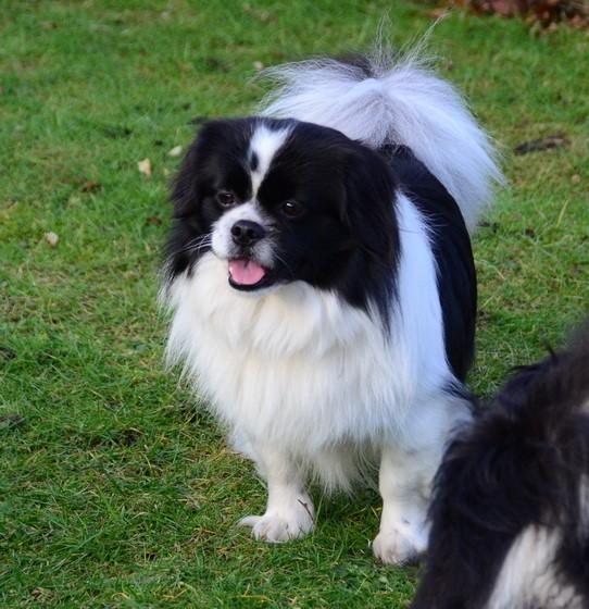 Tibbetunet's Ylvis (aka Shiwa)