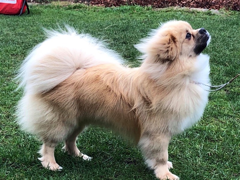 Sommerlyst's Mandala aka Marcus har gen for golden, zobel og particolour, han KAN have gen for bl/t, men det vides ikke.
BIR-baby på første udstilling.