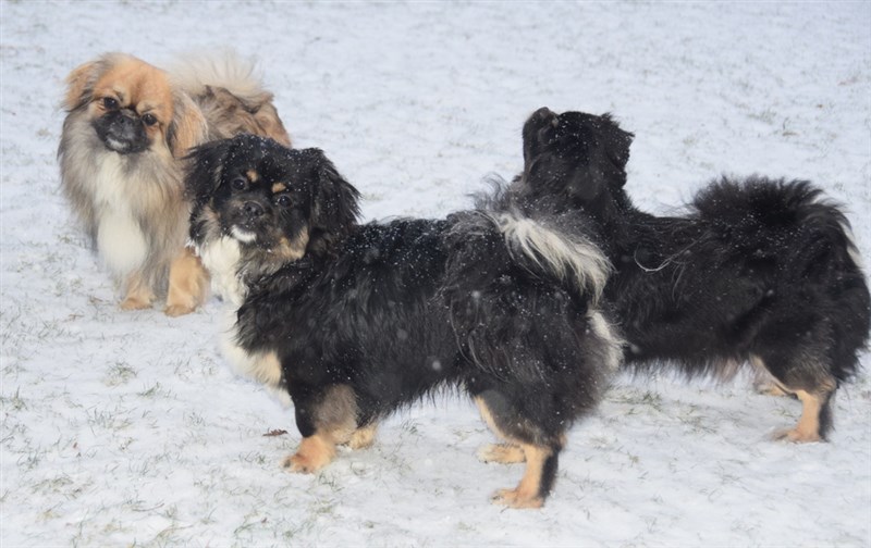 Sommerlyst's Cespa Tha-ko (Født 17.6.25)
BGCH DKCH SECH Jaffadays Gordon Cooper
Chulo's U-Zanchin