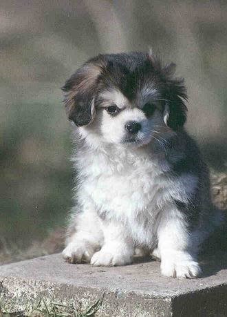 Zobel  - som Husky