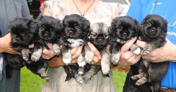 5 X black/tan, 1 zobel
