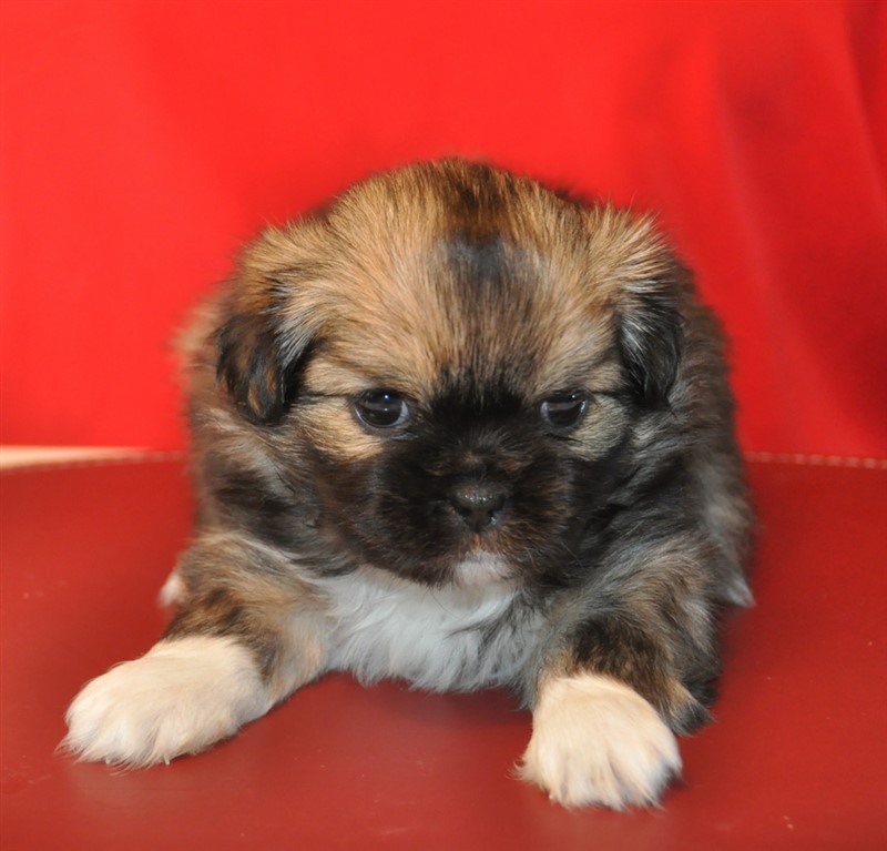 Donno - eller Sommerlyst's Donno Dra Par ( som betyder: "Bedste foto").