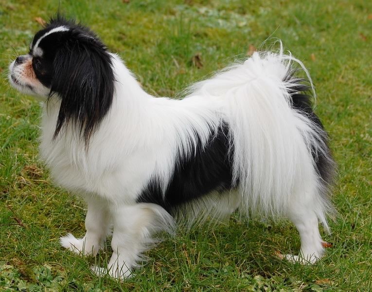 Tricolor
