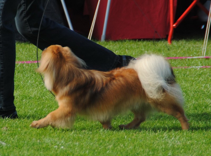 DKCH Sommerlyst's Tseepo Lobsang aka "Lobsa"