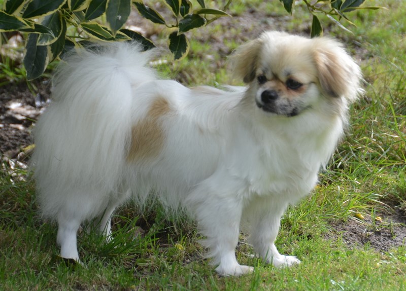 CH Sommerlyst's Indira
Far:  Sommerlyst's Na-Khi
Mor: MultiCH Sommerlyst's Ransi Duses
PRA3 clear, PL 0/0, Øjne PPM ellers u.a.

Mulighed for black/tan og zobel, fra rød til gylden/zobel