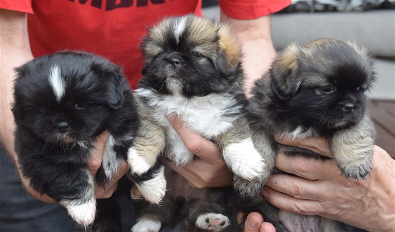 Uma og Ravi's tre skønne hvalpe. Den zoble tæve bliver nok her, den zoble dreng flytter til Jelling.  Den black/tan m/hvidt har desværre et blåt øje, så han er ren familiehund, han skal bo i Ringe. 
De er født den 7.6.26.