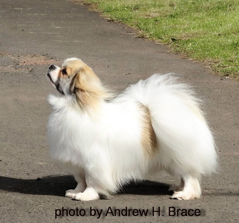 IECH GBCH Sommerlyst's Rigpa Atisha - aka Iggy