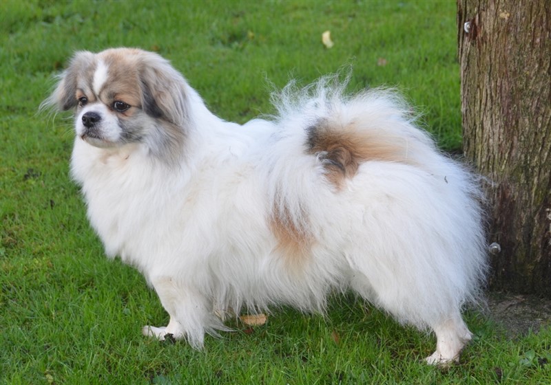 Far/Sire: CYCH BGCH MDCH UACH PHCH GECH TRCH AZCH INTCH DEVDHEJSG12 BGB-SEAW12 MDJCH CYJCH DEVDHSGL13
Sommerlyst's Ha-Ti-Wa Gon-Po
Mor/mother: ROCH CRCH AZCH MDCH BGCH CYCH BALKCH GECH MECH DKCH INTCH GBCH NORDJV12 DKKV16 KLBV16 KLBCH DKVECH BGGRCH KLBTW16 BERIVV22
Dk Tara av Elgberget