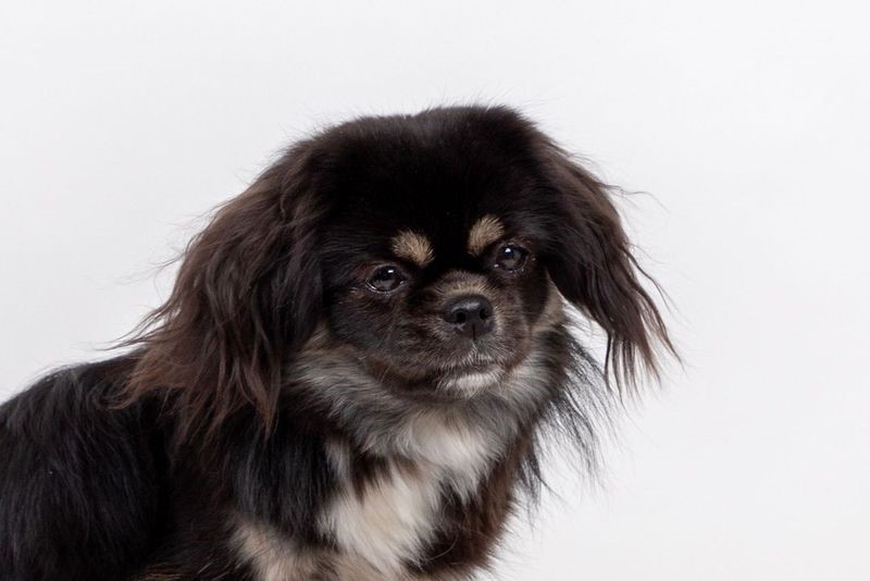 Sommerlyst's Sahiba Sajni 
MultiCH CIB Sommerlyst's Rigpa Atisha
MultiCH CIB Sommerlyst's Uma A-sa-na
PRA3 fri, PL 0/0, øjne u.a.